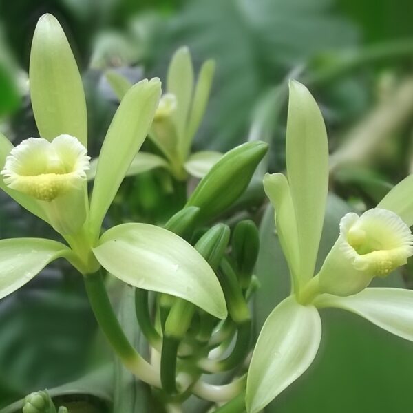 Vanillepflanze mit zwei Blüten.